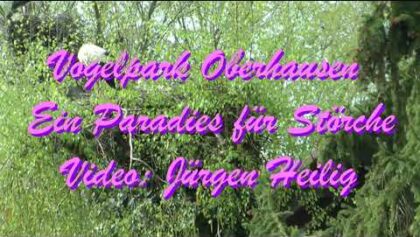 Vogelpark Oberhausen – Ein Paradies für Störche