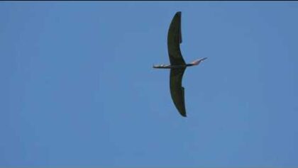 Adler Flying Cloud Weihe 50 und Cmelak
