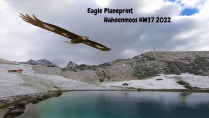 Adler am Speichersee im Hahnenmoos