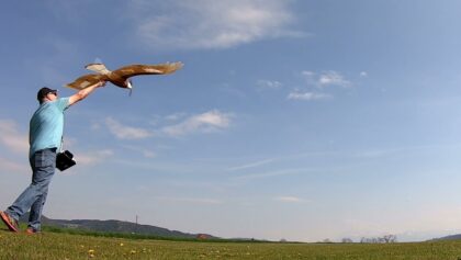Adler lernt das fliegen