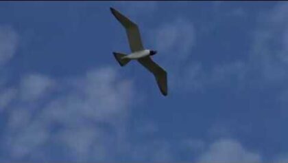 Flugplatz der MBG-Bludenz in Schlins – netter Tag bei tollem