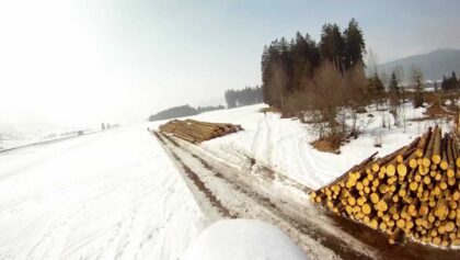 Forest lies flat – Sägemehl und HOLZ