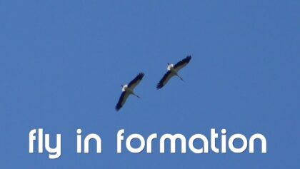 fly in formation Triengen 2017