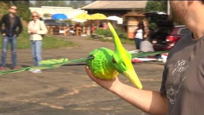 First R/C Dinosaurier Pteranodon try to fly and land hard