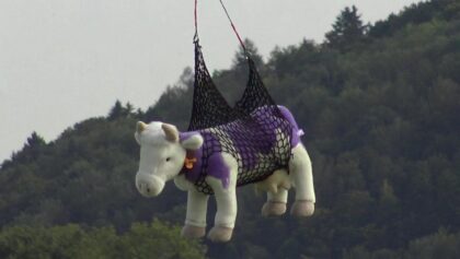 RESCUE THE LILA COW !!
